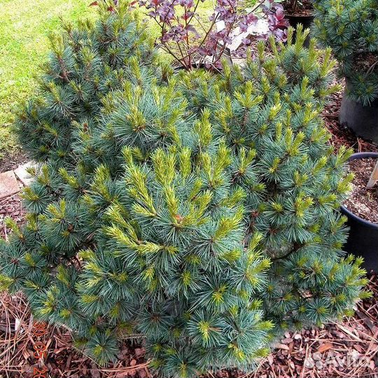 Сосна веймутова Крюгер Лилипут