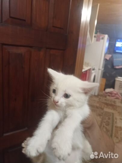 Кошка в дар