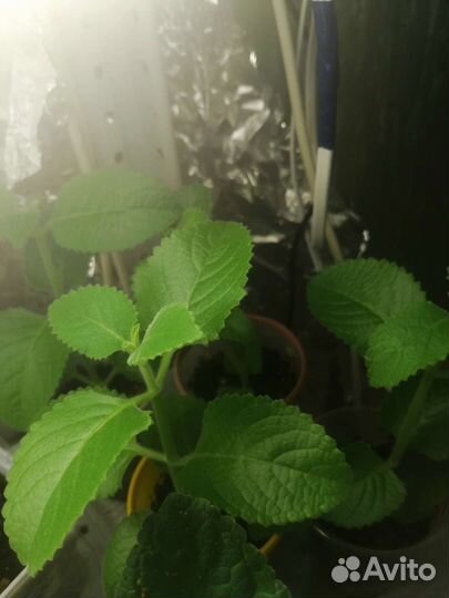 Мята домашняя