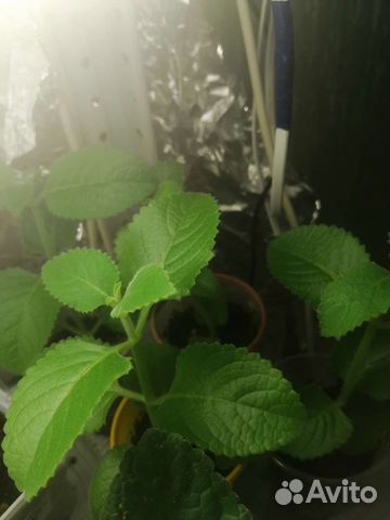 Мята домашняя