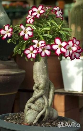 Набор Суккулентов 10 адениумов микс