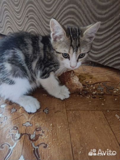 Отдам бесплатно котят