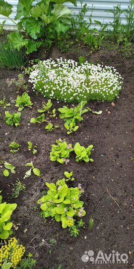 Многолетники