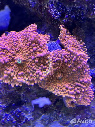 Продаю морской риф
