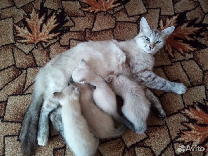 Отдам сиамских котят