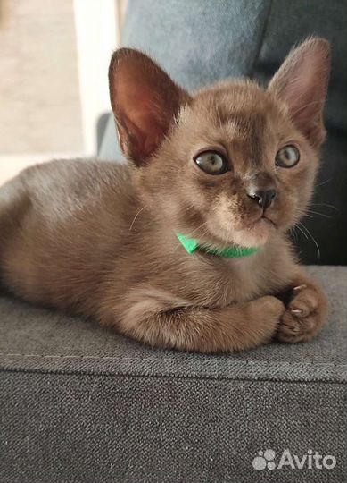 Бурманская любовь на все 100