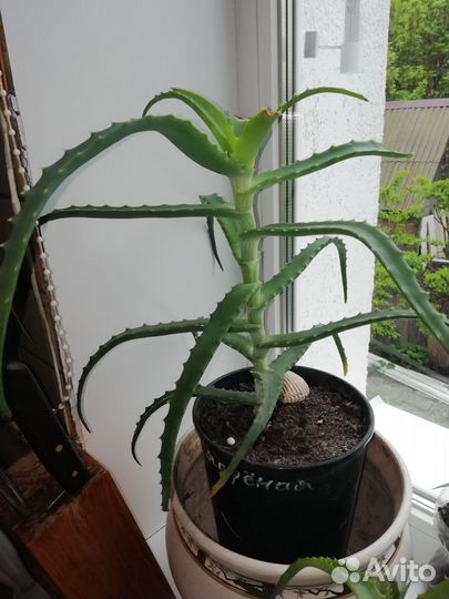 Алоэ лекарственный