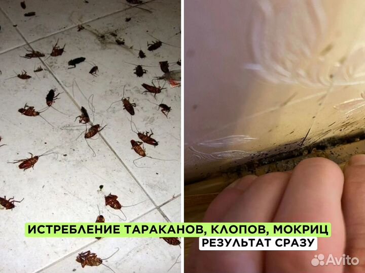 Дезинфекция Уничтожение клопов, тараканов