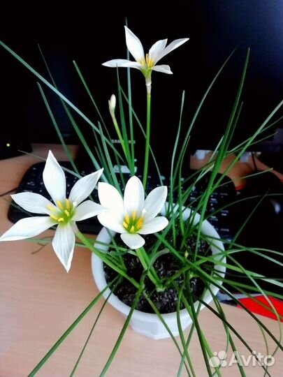 Зефирантес белый Выскочка