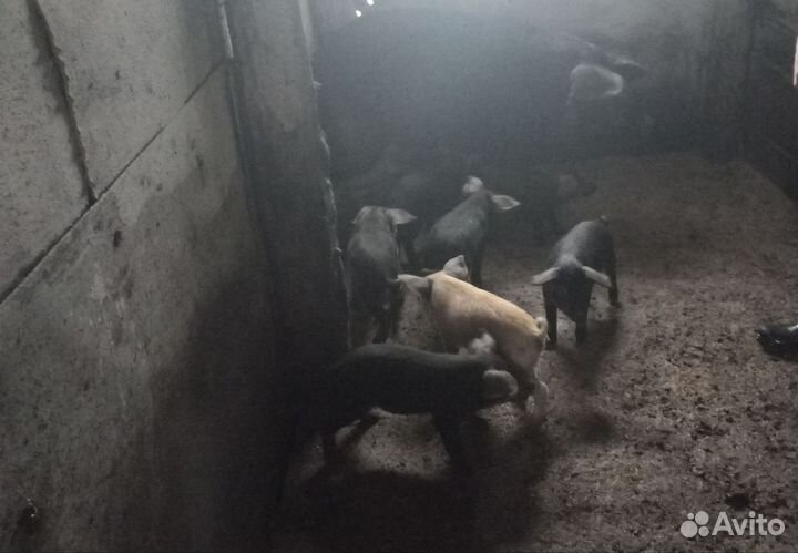 Поросята венгерской мангалицы