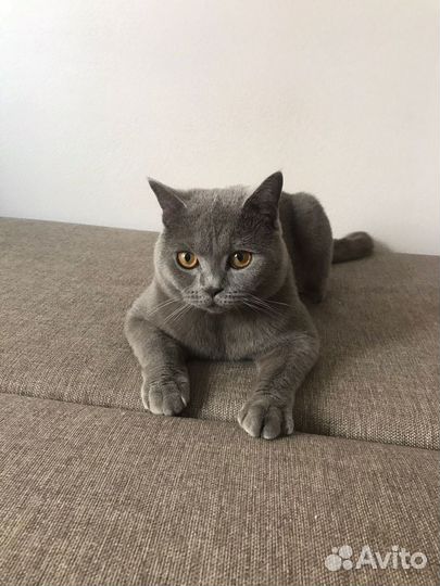 Британский кот вязка