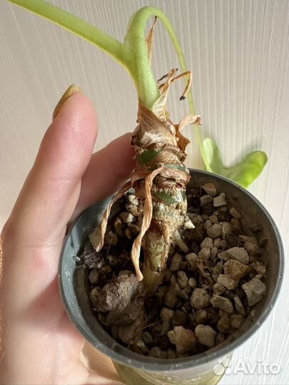 Алоказия мишольца