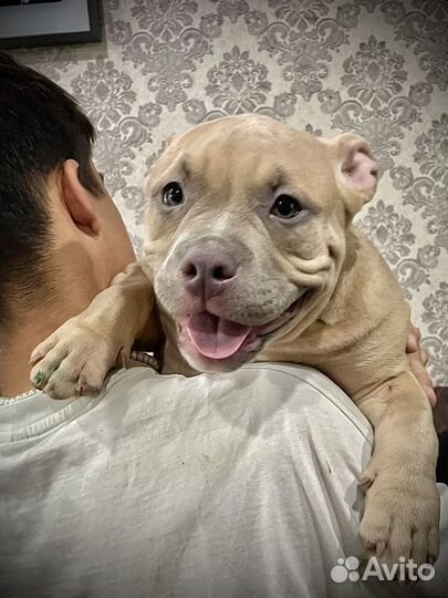 Американский булли покет