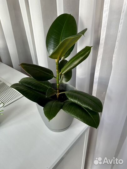 Фикус каучуконосный