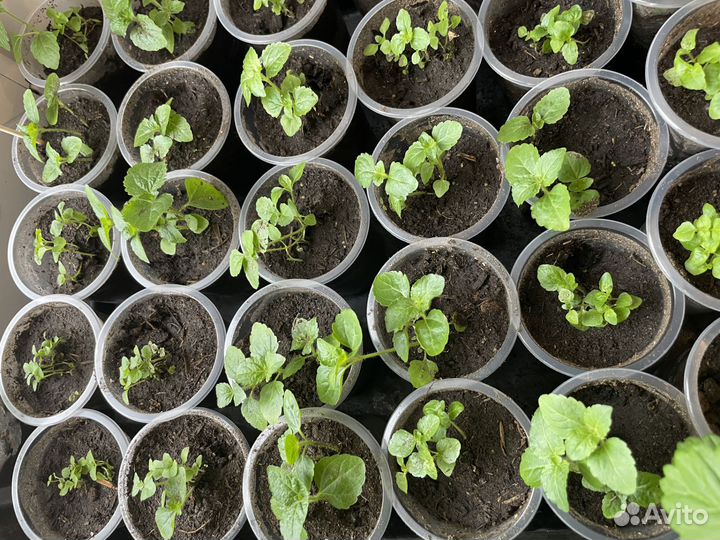 Агератум рассада