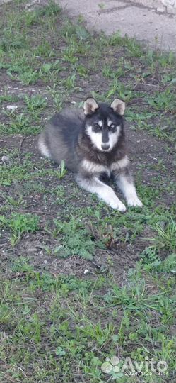 Сибирский хаски