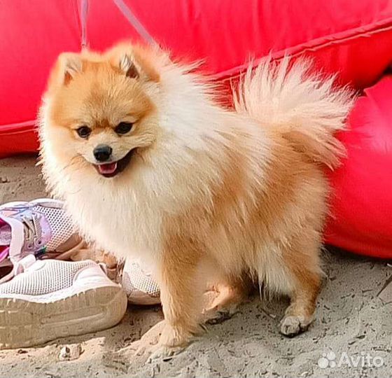 Померанский шпиц для вязки