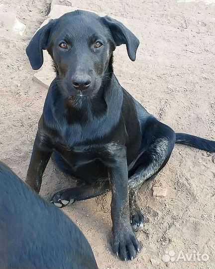 Щенок в добрые руки