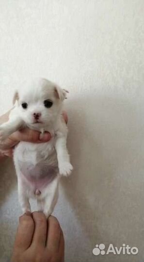 Девочки и мальчики чихуахуа