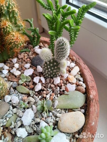 Флорариум Садик из суккулентов и кактусов