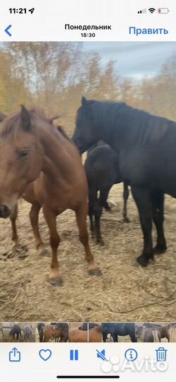 Лошадь жеребец