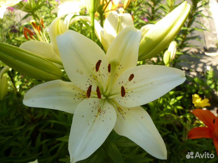 Лилии гибридные