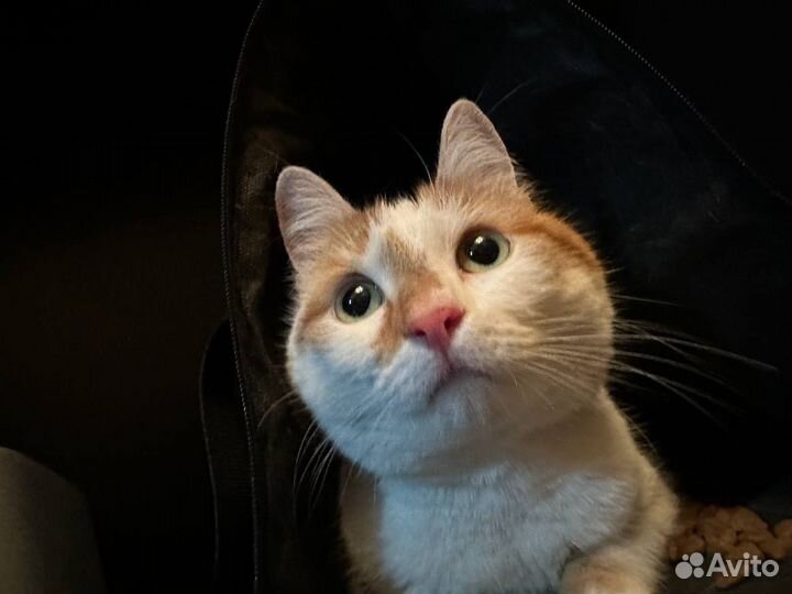 Кошка