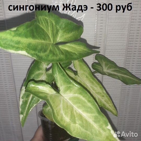 Сингониумы 3