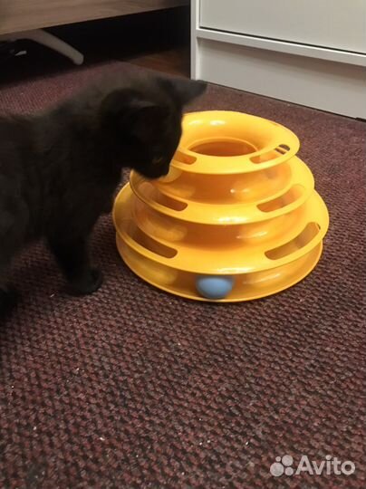 Игрушка для котят