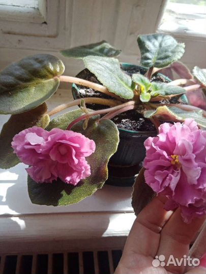 Фиалки и гибискус