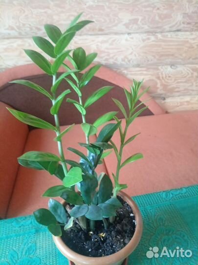 Комнатные цветы Замиокулькас