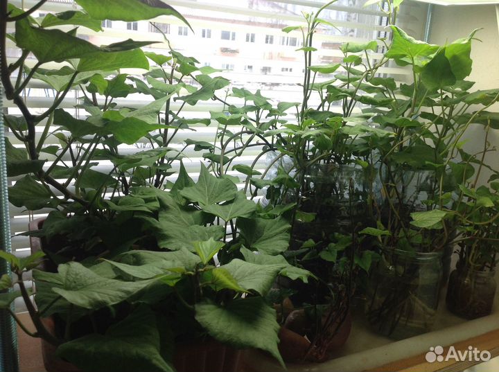 Черенки батата 3 сорта