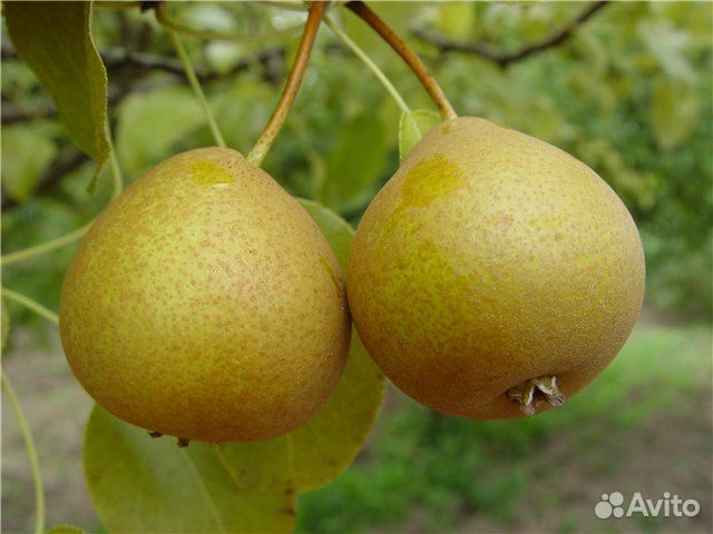 Груша Обыкновенная Дюймовочка Саженцы