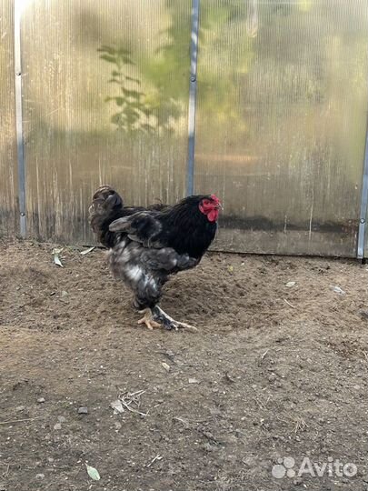 Молодые петухи