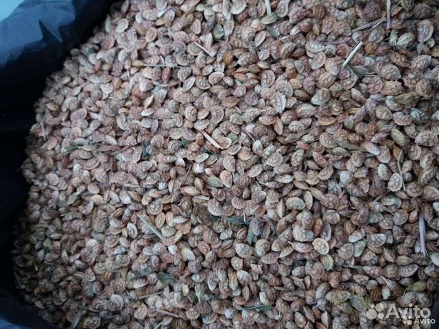 Семена эспарцета