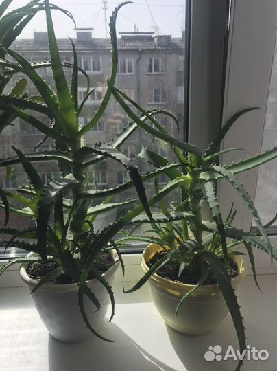 Алоэ суккулент