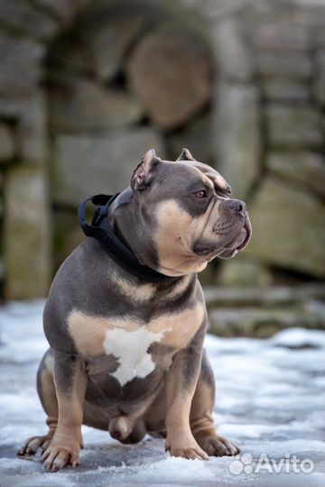 Вязка собак американский булли