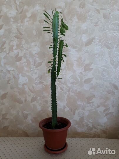 Комнатное растение молочай трехгранный