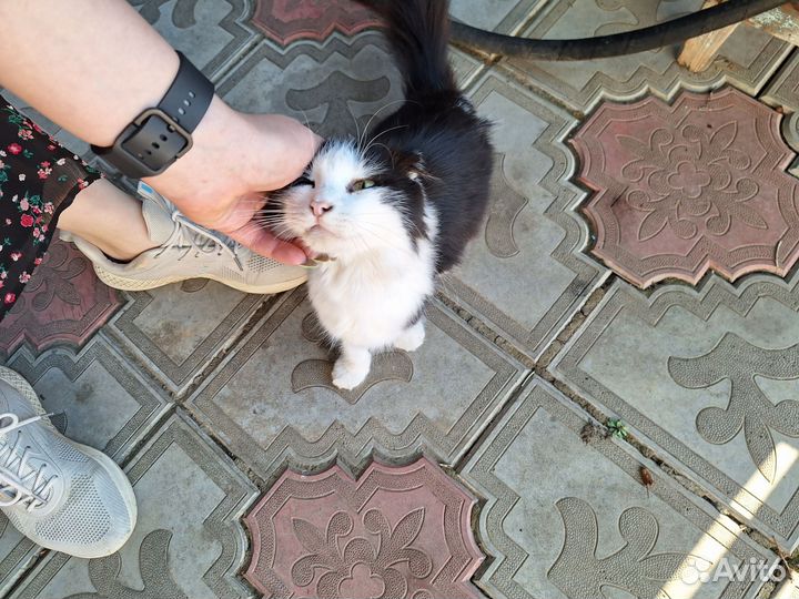 Очаровательный молодой котик