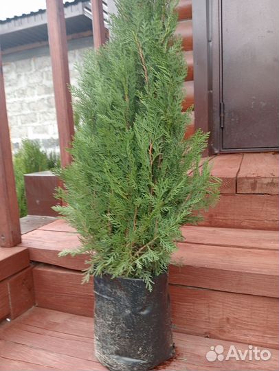 Туя восточная книжка