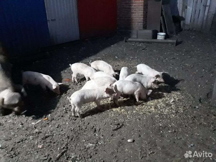 Поросята