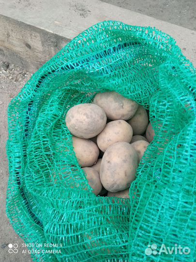Продам картофель домашний