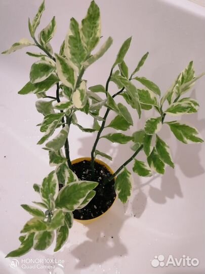 Педилантус