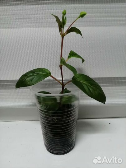 Фуксия Маршмаллоу