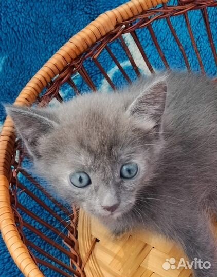 Котята