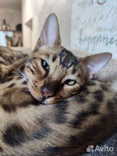 Бенгальская кошка