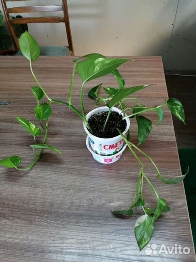 Сциндапсус