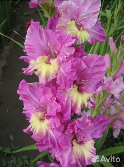 Гладиолус Град-китеж