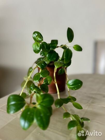 Пеперомия магнолиелистная