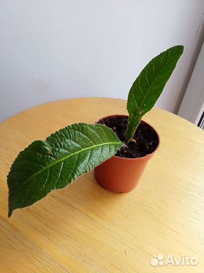 Стрептокарпусы